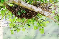 The Ethics of the Hive: A Vegan-Friendly Path to  Ecological Balance